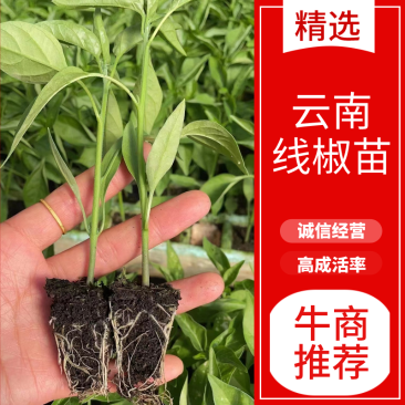 精品线椒苗，保证质量，成活率高，抗病性强，诚信经营。