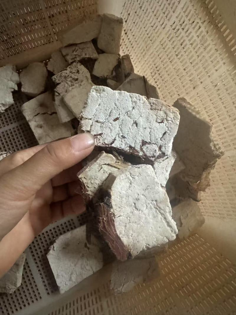 云南茯神花神货源充足保质保量量大从优致电联系全国包邮
