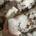 云南茯神花神货源充足保质保量量大从优致电联系全国包邮