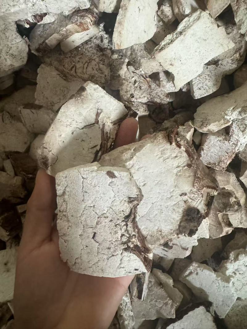 云南茯神花神货源充足保质保量量大从优致电联系全国包邮