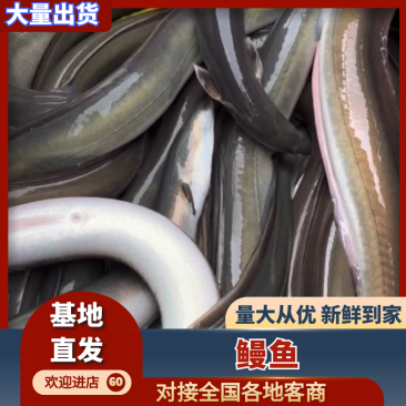 鳗鱼脆肉鳗白鳗常年供货一手货源价格优惠欢迎订购