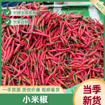 山东精品小米椒大量上市中，高辣鲜辣椒一手货源，视频看货