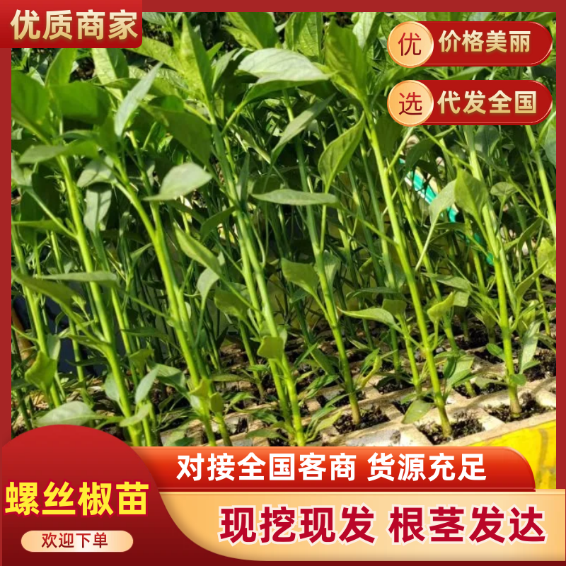 螺丝椒苗，大量上市保证质量成活率高，抗病性强，诚信经营。