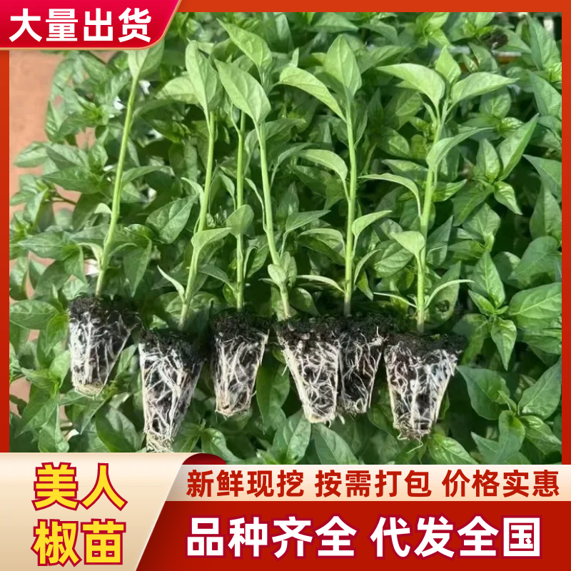 美人椒苗，辣椒苗产地发货，货源充足，价格便宜，欢迎联系