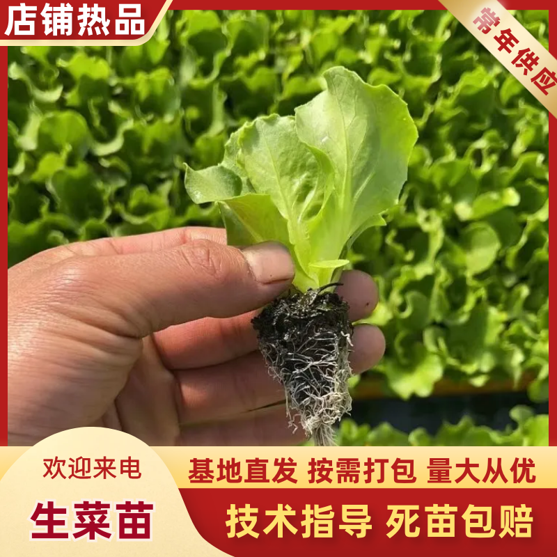 意大利生菜苗，生菜苗产地发货大量上市货源充足价格便宜