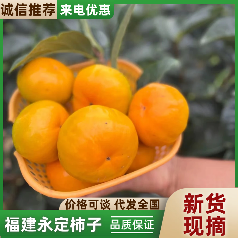 柿子福建永定柿子现摘现发量大从优代发全国市场