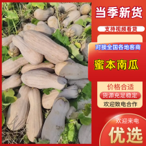 蜜本南瓜湖北南瓜产地直发品质保证代发全国量大优惠