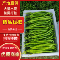 长阳高山线椒，大量有货，精品质量，先来先得