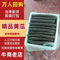 黄瓜贵州精品黄瓜产地直发品质保障对接全国市场等