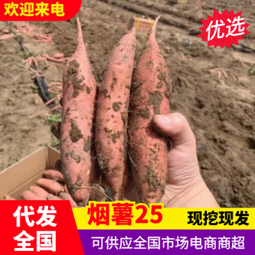 【实力供货】烟薯25河北烟薯软糯香甜基地直发欢迎咨询