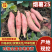 烟薯25唐山烟薯基地直发量大从优对接市场电商商超