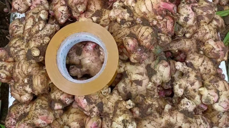 【热卖中】广西百色大肉姜一手货源自家种植物美价廉批发