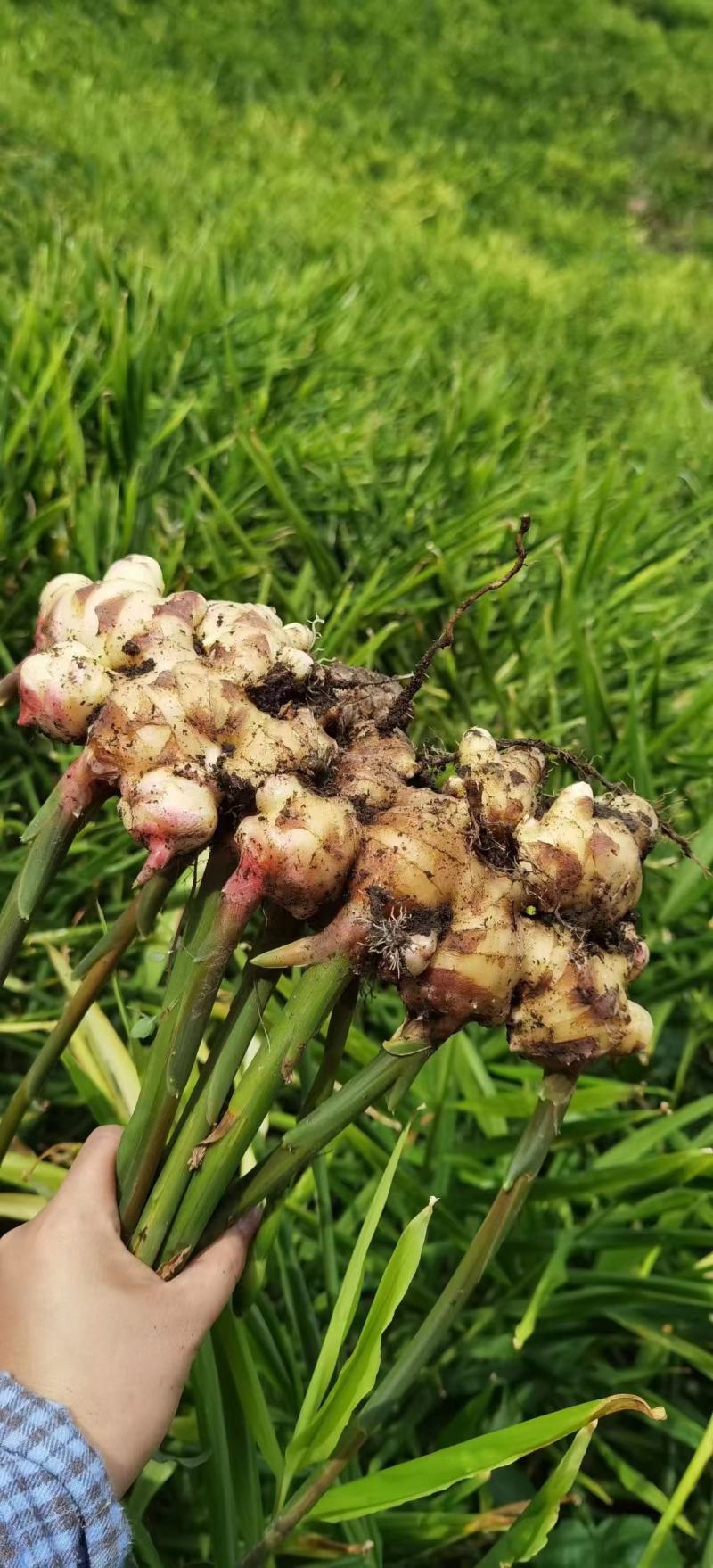 【热卖中】广西百色大肉姜一手货源自家种植物美价廉批发
