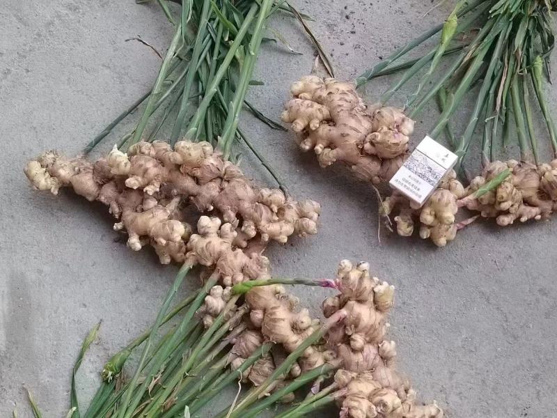 【热卖中】广西百色大肉姜一手货源自家种植物美价廉批发