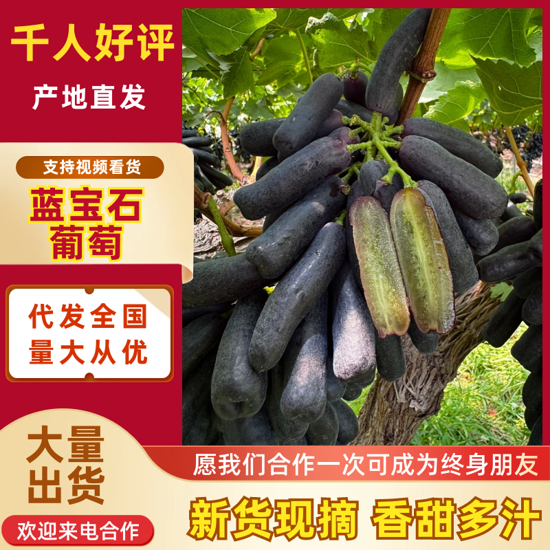 陕西葡萄蓝宝石葡萄产地一手货源规格齐全，现摘现发价格可谈