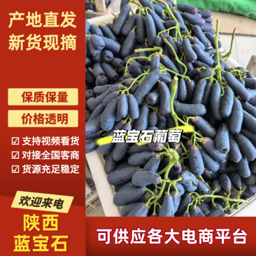陕西蓝宝石葡萄产地实力代办/品质保证/口感好价格低糖度高