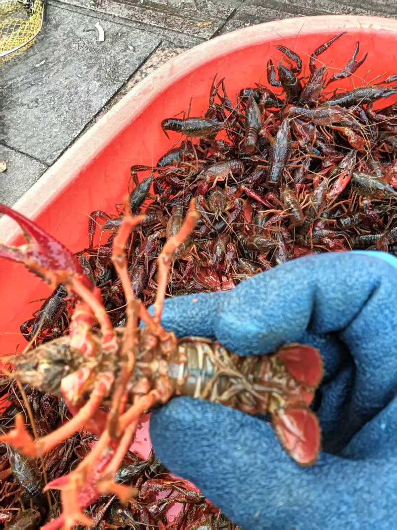 江苏清水小龙虾小中大全规格分拣，基地直发大量有货