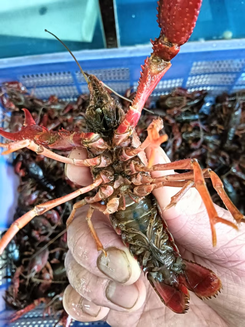 江苏清水小龙虾小中大全规格分拣，基地直发大量有货