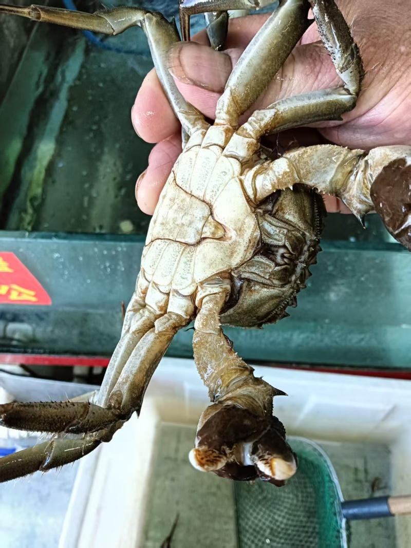 大闸蟹江苏螃蟹江苏成品大闸蟹，个个有黄，雄蟹
