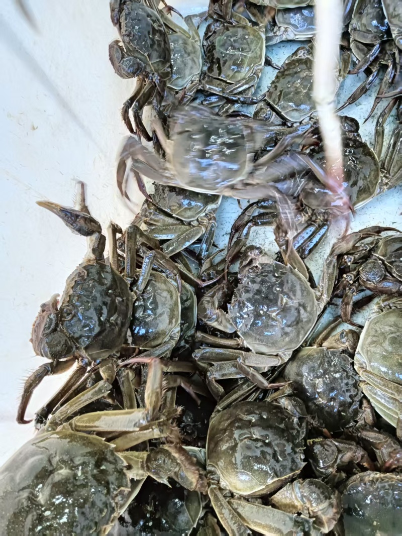 大闸蟹江苏螃蟹江苏成品大闸蟹，个个有黄，雄蟹