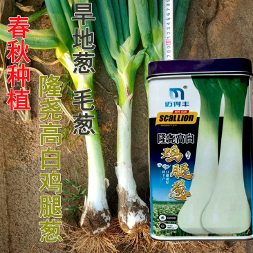 鸡腿葱种子大葱种子辣味浓旱地葱春秋四季种植耐寒抗病基地