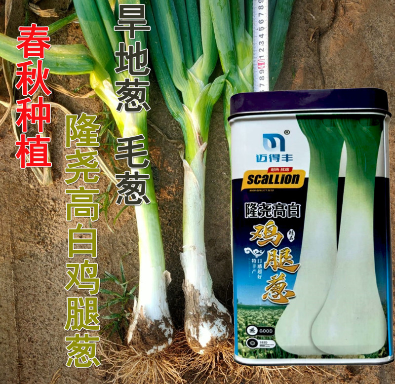 鸡腿葱种子大葱种子辣味浓旱地葱春秋四季种植耐寒抗病基地