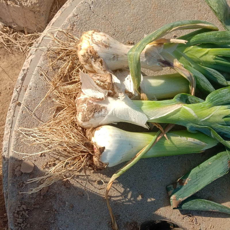 鸡腿葱种子大葱种子辣味浓旱地葱春秋四季种植耐寒抗病基地