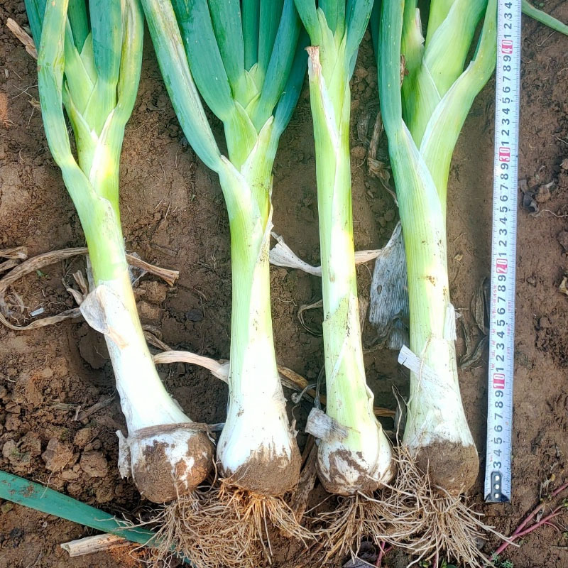 鸡腿葱种子大葱种子辣味浓旱地葱春秋四季种植耐寒抗病基地