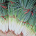 铁杆大葱种子巨葱王竹叶青葱白长粗壮紧实抗倒伏