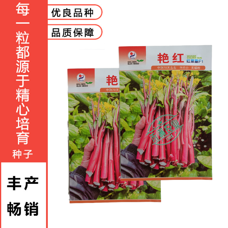 【金阳艳红】小叶亮红基地菜农专用红菜苔正宗武汉红菜苔耐寒
