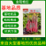 【金阳艳红】小叶亮红基地菜农专用红菜苔正宗武汉红菜苔耐寒