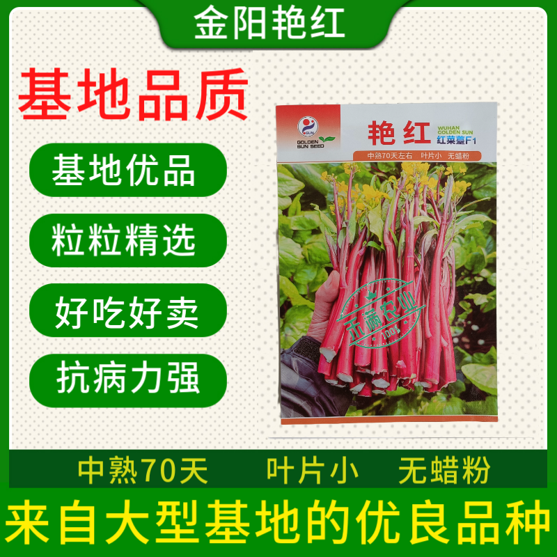【金阳艳红】小叶亮红基地菜农专用红菜苔正宗武汉红菜苔耐寒
