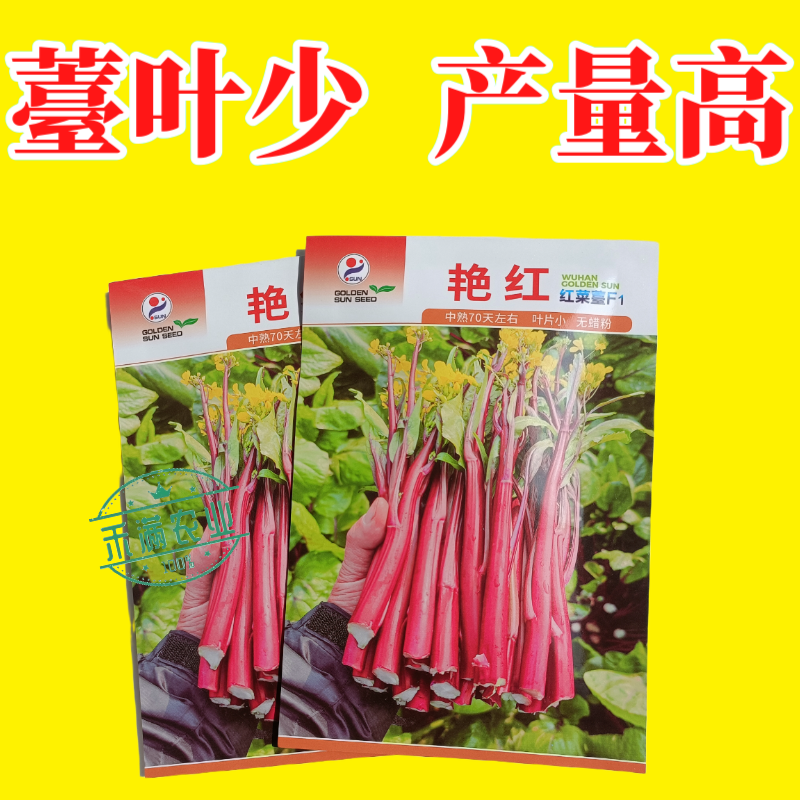 【金阳艳红】小叶亮红基地菜农专用红菜苔正宗武汉红菜苔耐寒