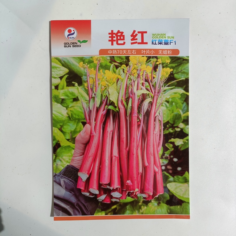 【金阳艳红】小叶亮红基地菜农专用红菜苔正宗武汉红菜苔耐寒