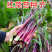 【金阳艳红】小叶亮红基地菜农专用红菜苔正宗武汉红菜苔耐寒