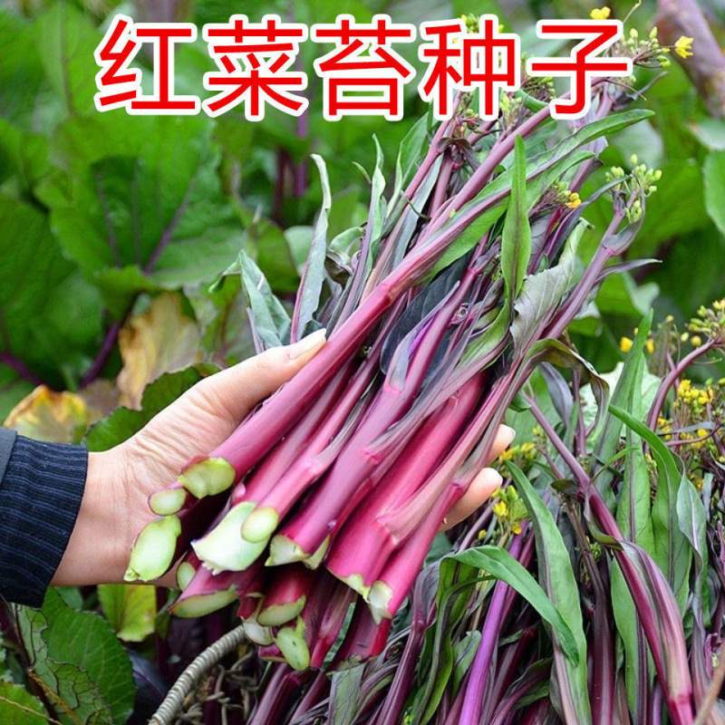 【金阳艳红】小叶亮红基地菜农专用红菜苔正宗武汉红菜苔耐寒