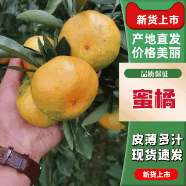 【湖北蜜橘】蜜橘，柑橘，叶果丑橘看货现场采摘量大优惠