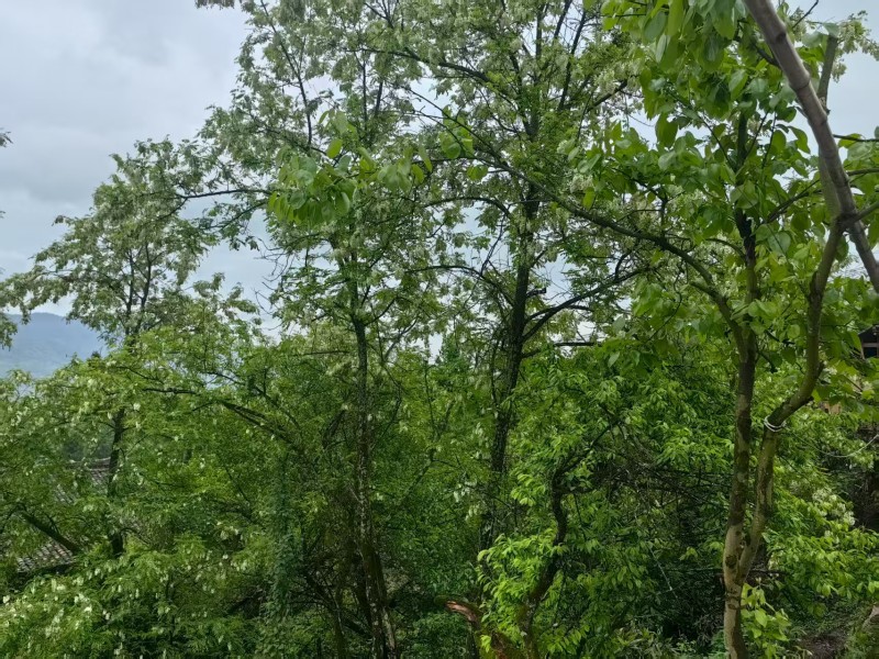 【土蜂蜜】贵州高山养殖质量保证可按需包装量大优惠