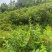 【深山土蜂蜜】贵州铜仁基地直供质量保证资质齐全全国发货