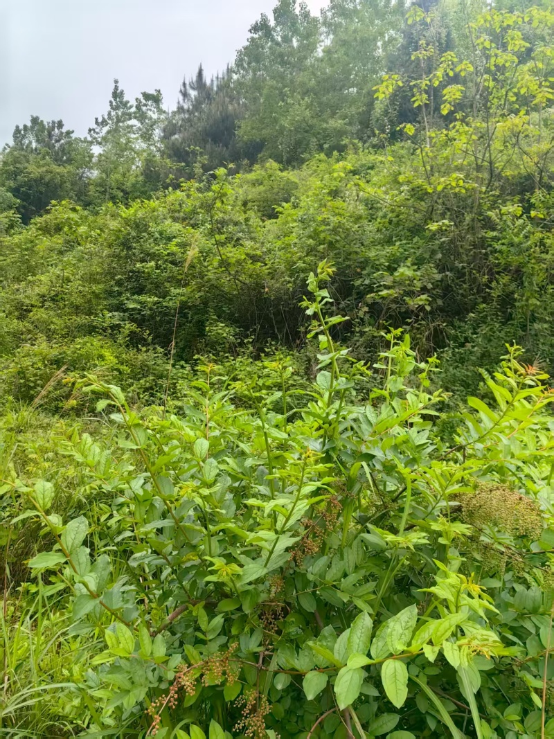 【深山土蜂蜜】贵州铜仁基地直供质量保证资质齐全全国发货