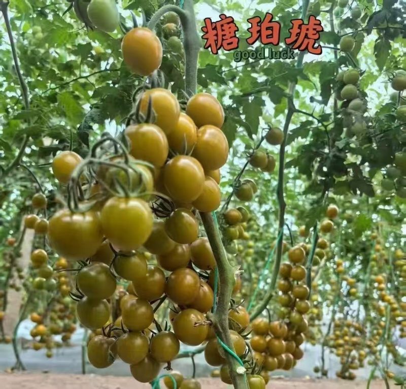 圣女果混装口感甜美欢迎联系价格可谈大量发货