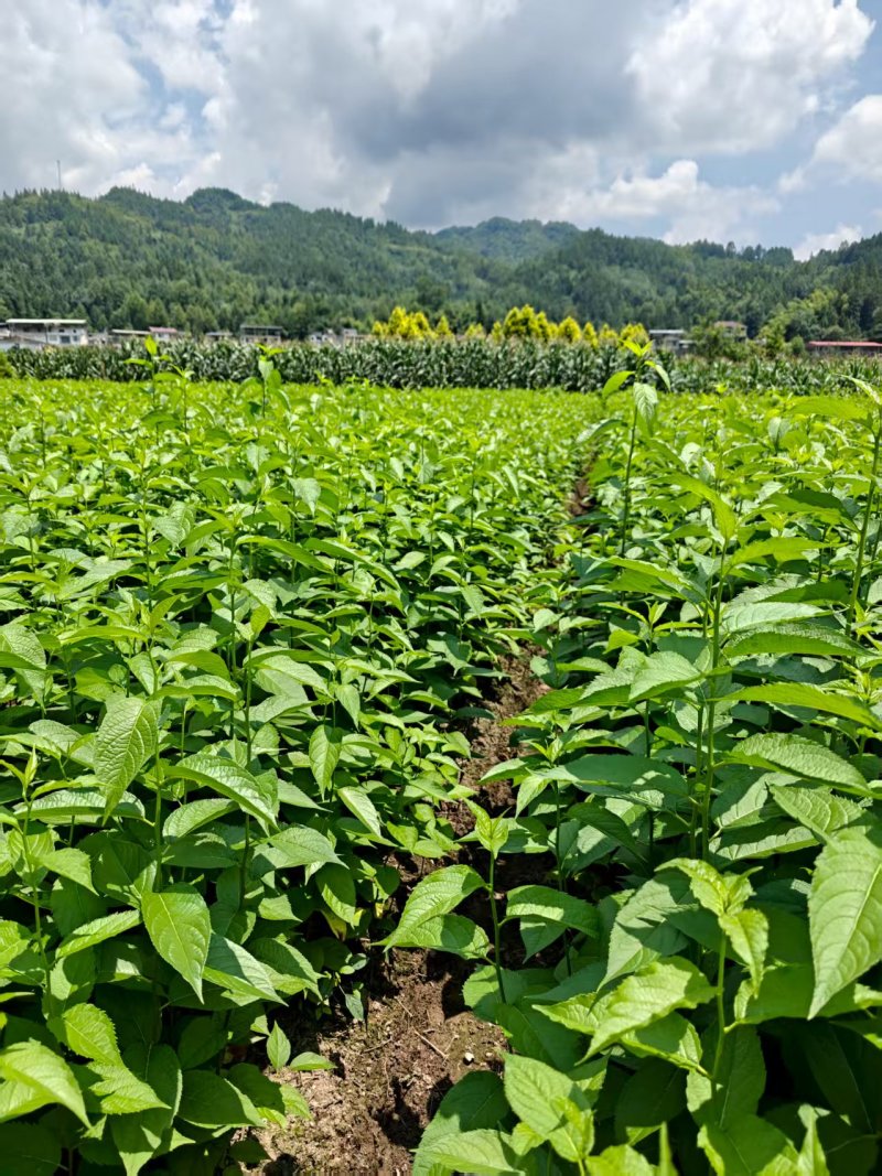 杜仲苗对接全国市场成活率高价格美丽质量好走货快热卖中