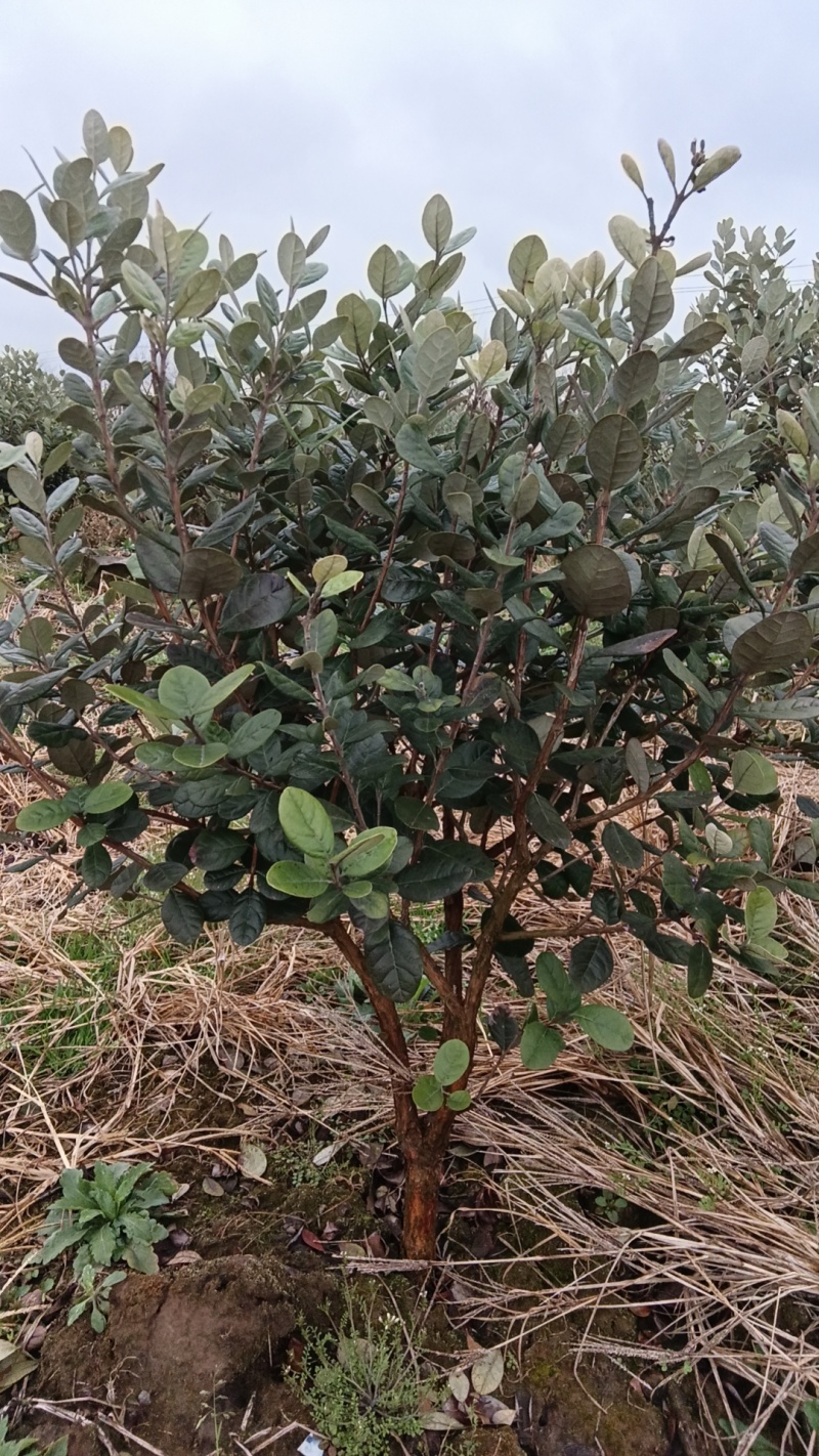 【苗圃直供】菲油果树苗一手货源量大价优欢迎来电咨询