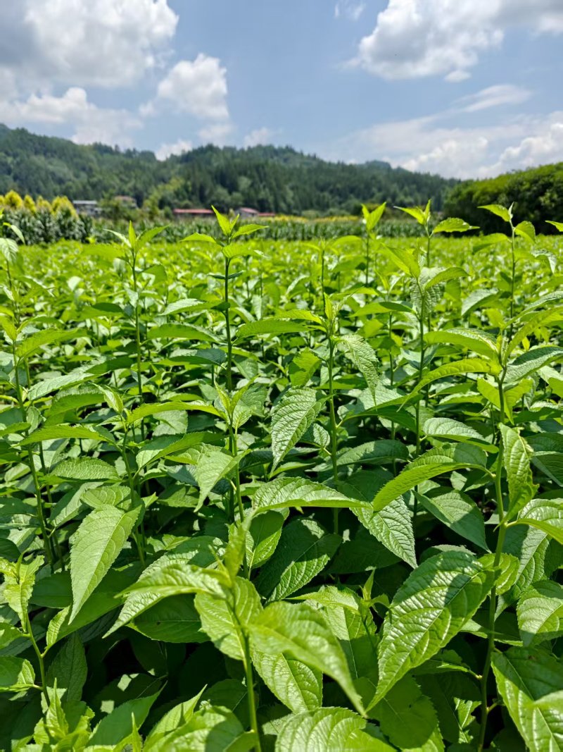 杜仲苗对接全国市场成活率高价格美丽质量好走货快热卖中