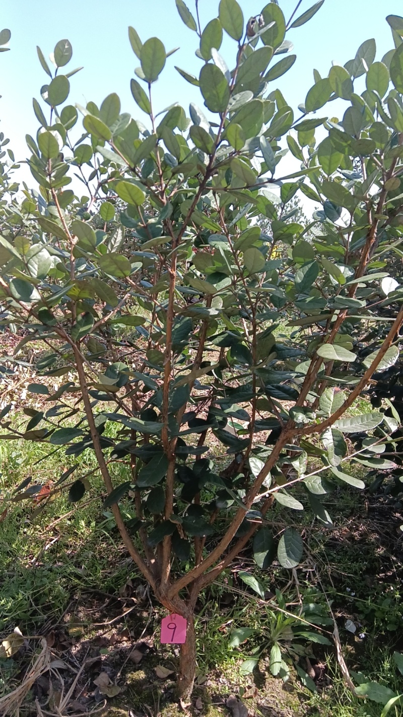 【苗圃直供】菲油果树苗一手货源量大价优欢迎来电咨询