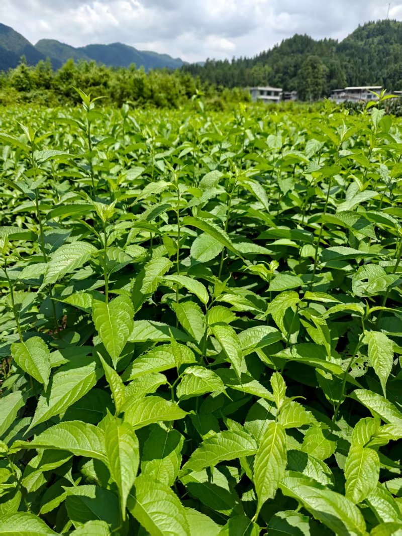 杜仲苗对接全国市场成活率高价格美丽质量好走货快热卖中