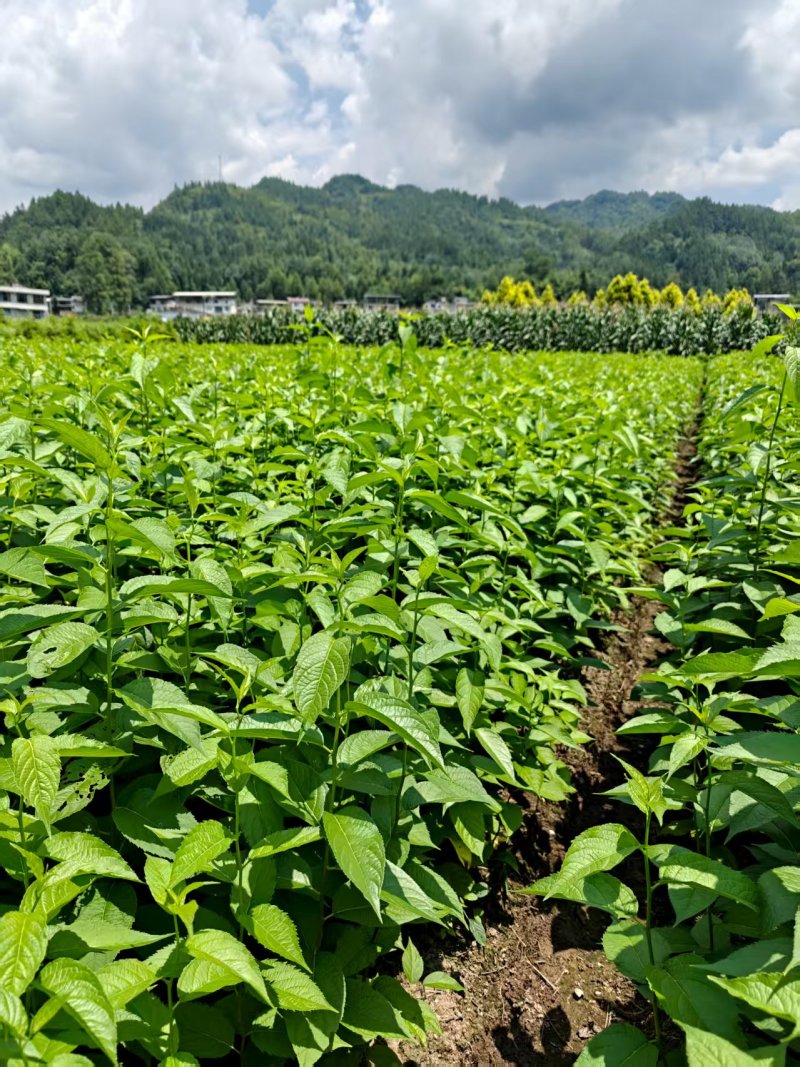 杜仲苗对接全国市场成活率高价格美丽质量好走货快热卖中