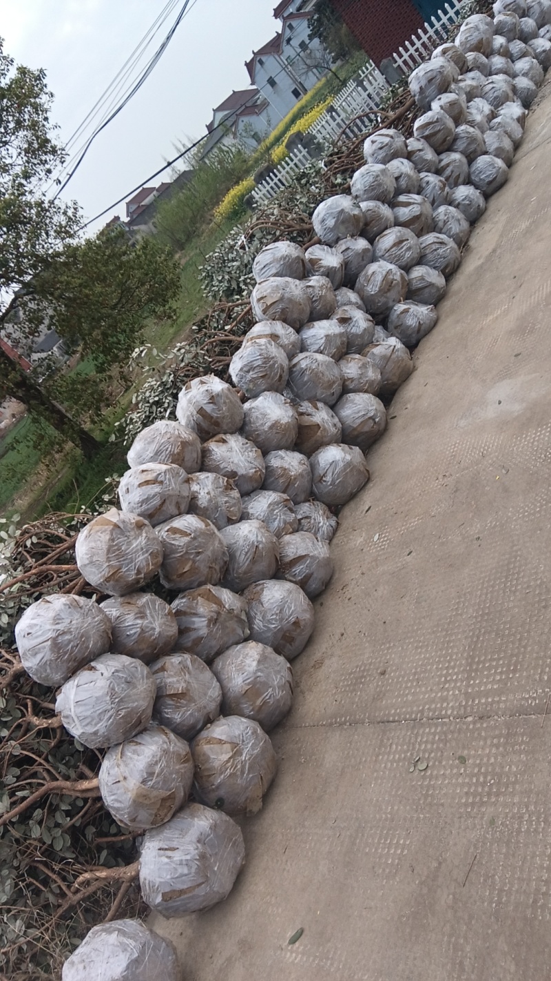 【苗圃直供】菲油果树苗一手货源量大价优欢迎来电咨询