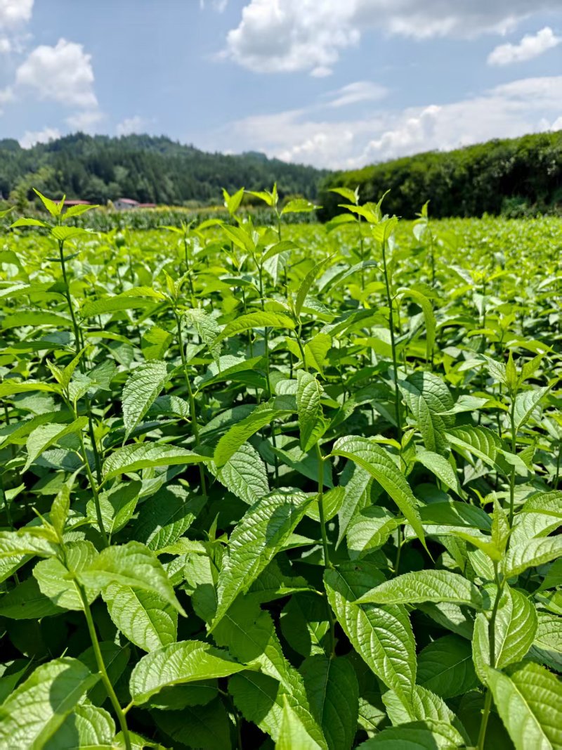 杜仲苗对接全国市场成活率高价格美丽质量好走货快热卖中