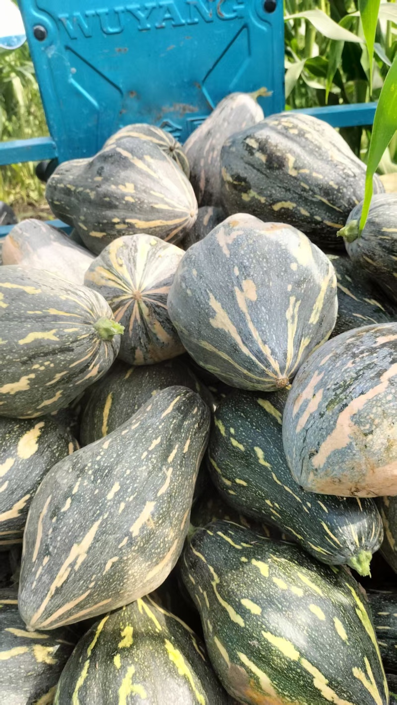 香芋南瓜【许昌南瓜基地】对接商场，档口，电商诚信经营